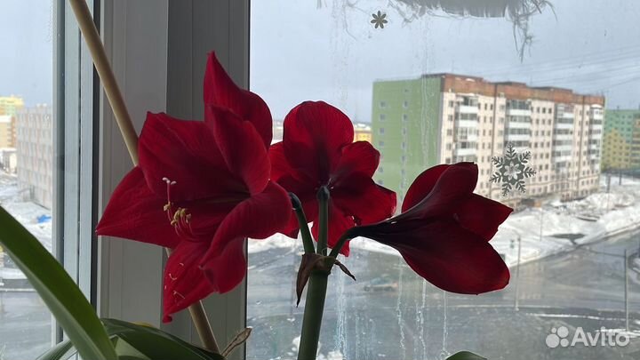 Амариллис (укоренённые в горшке)