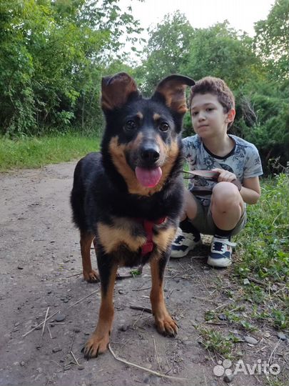 Ищет дом не большая Собачка Шайло