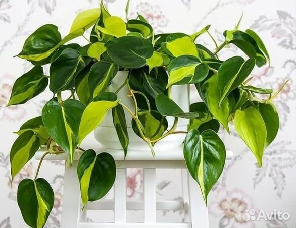 Сциндапсусы - эпипремнумы