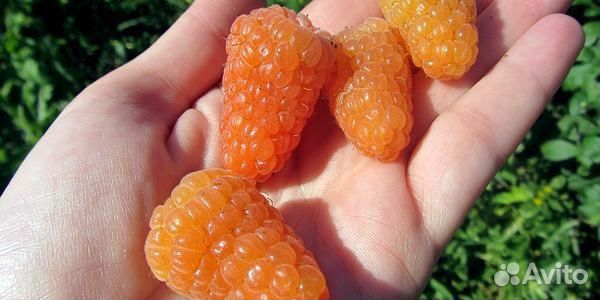 Саженцы ремонтантной красной малины, желтой малины