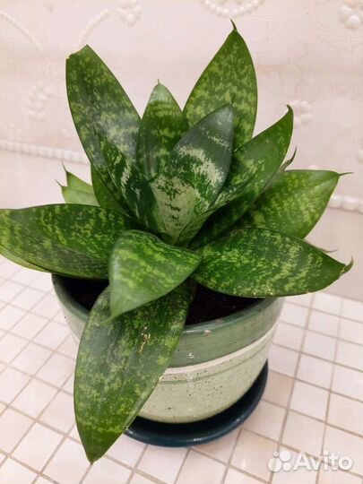 Сансевиерия