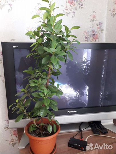 Фикус Макломе