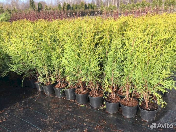 Туя Брабанд