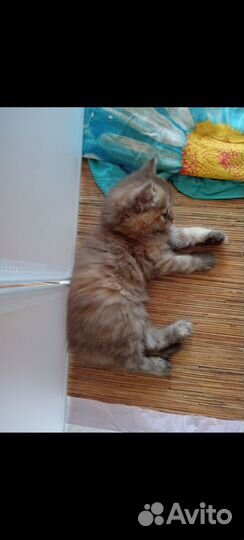 Шотландская девочка