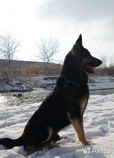 Восточноевропейская овчарка вязка