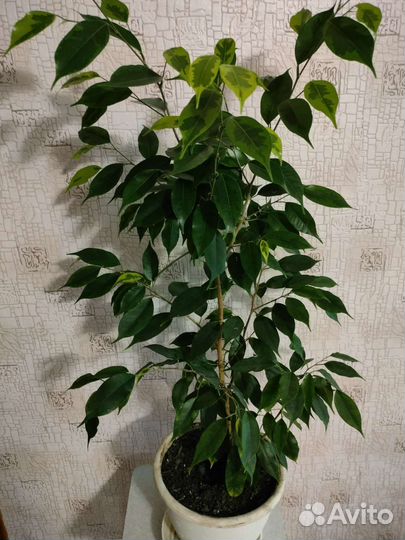 Цветок Фикус