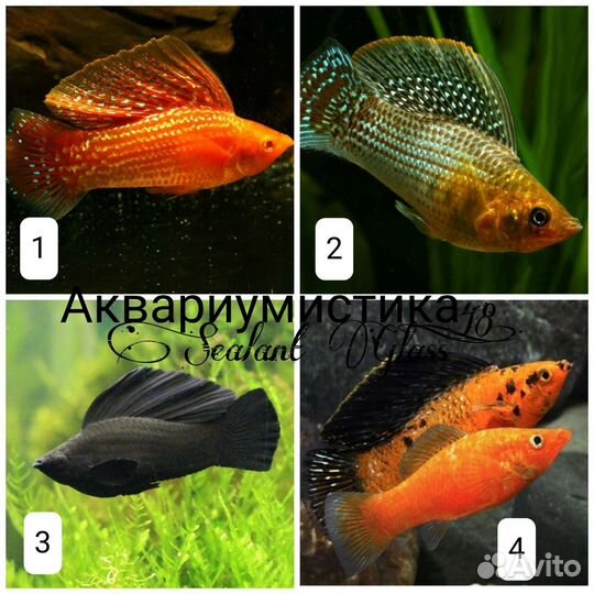 Аквариумные рыбки