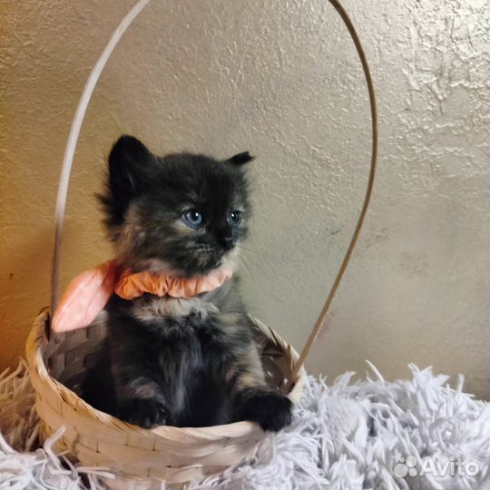 Котята в добрые руки бесплатно