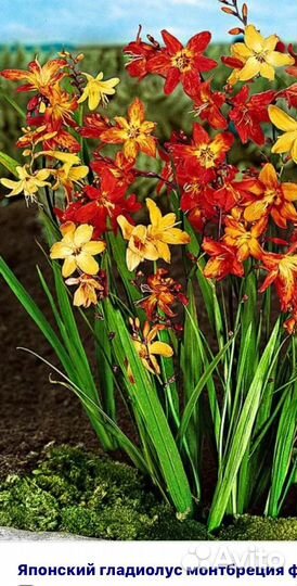 Хосты ,монтбреция (крокосмия)пионы,и другие