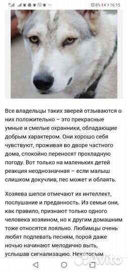 Отдам бесплатно щенков хаски