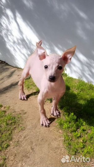 Американский голый терьер девочки