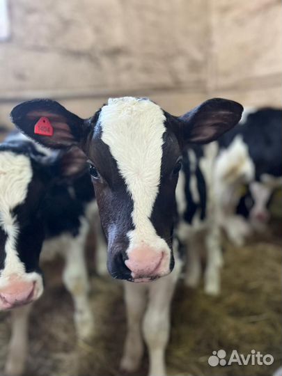 Телята тёлочки