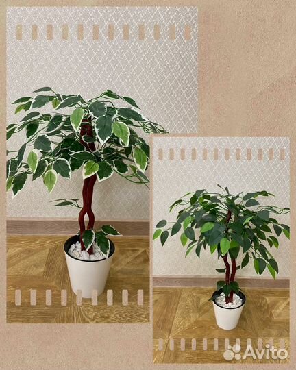Искусственные растения (фикус)