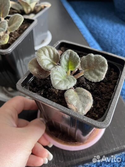 Фиалка розовая. Сенполия розовая. Рассада