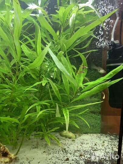 Аквариумное растение