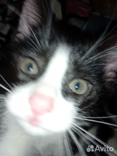 Отдам котёнка в хорошие руки