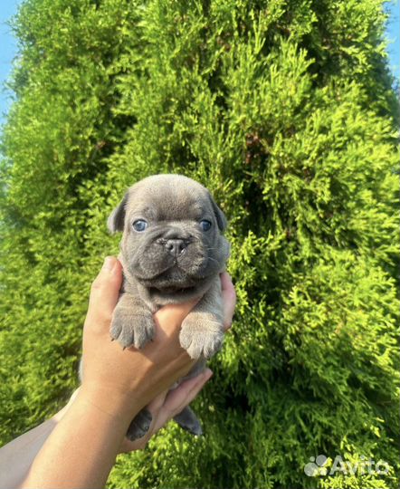 Малыши французского бульдога