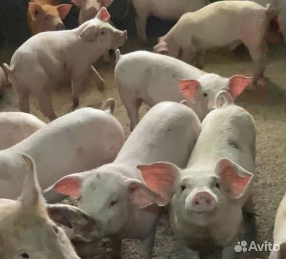 Свиная голова,свинина домашняя,вкусное мясо птицы