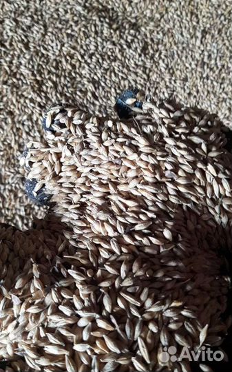 Рожь озимая, Сахарная свёкла корма