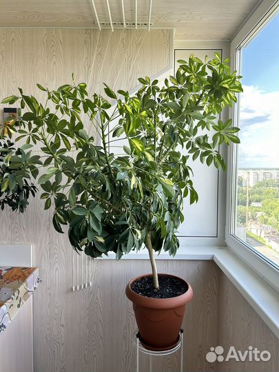 Комнатные цветы шефлера