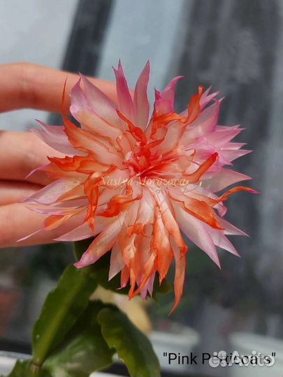 Шлюмбергера