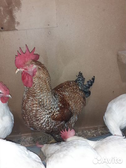 Куры и Петухи