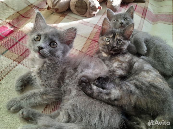 Котята обычные