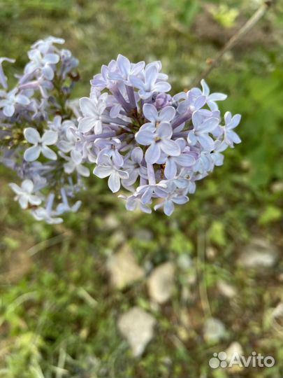 Декоративные кустарники, гортензия, сирень