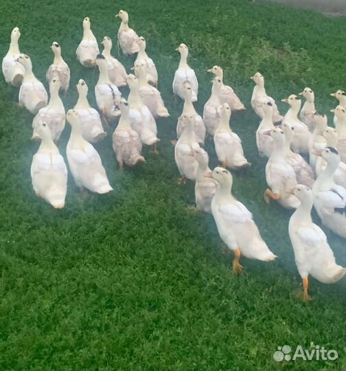 Утки муларды