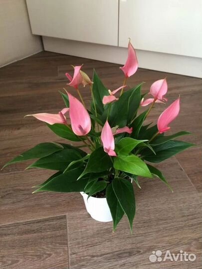 Антуриум лили розовый