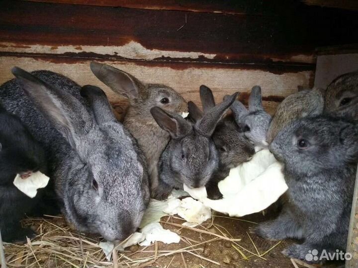 Кролики молодняк