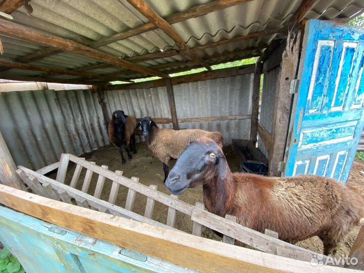 Овцы Гессары