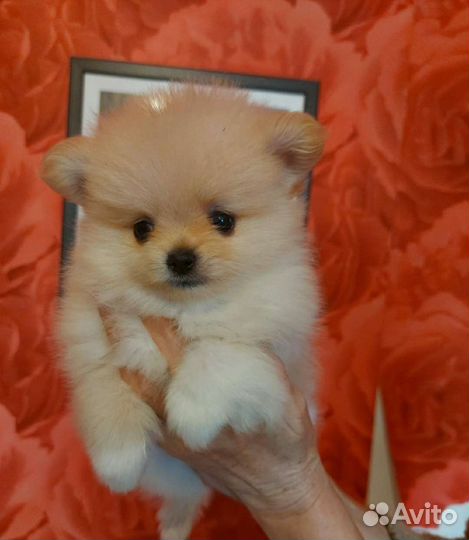 Померанский шпиц медвежьего типа