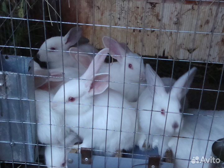 Крольчата