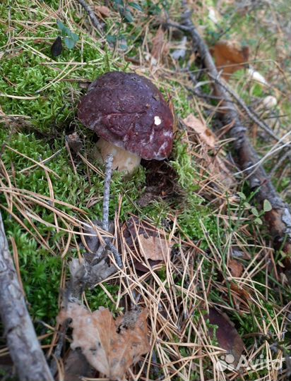 Грибы белые