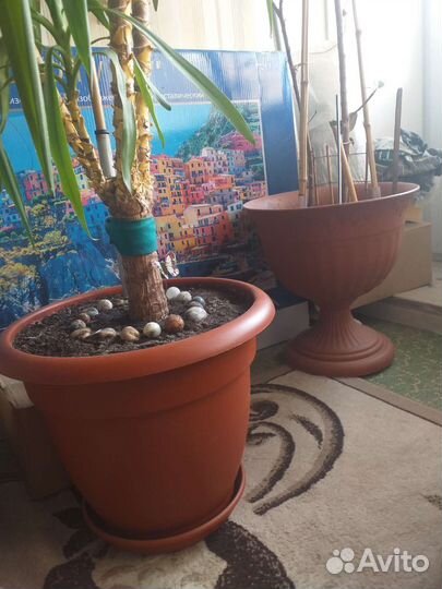 Горшки,кашпо