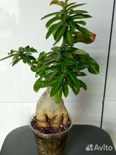 Адениум взрослый