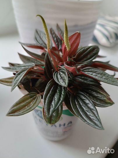 Пеперомия россо