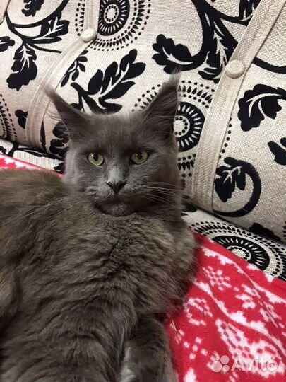 Кошка мейн-кун