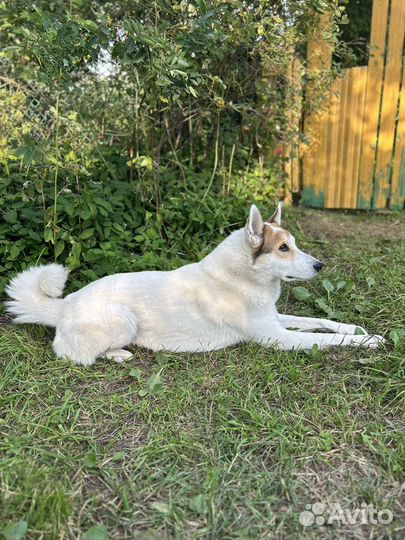 Собака метис лайки