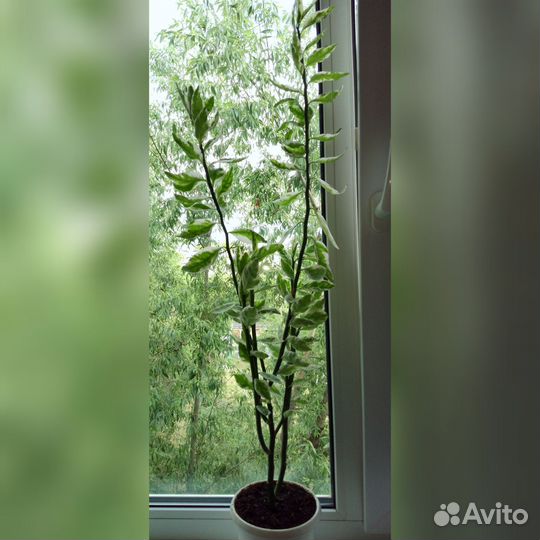 Педилантус
