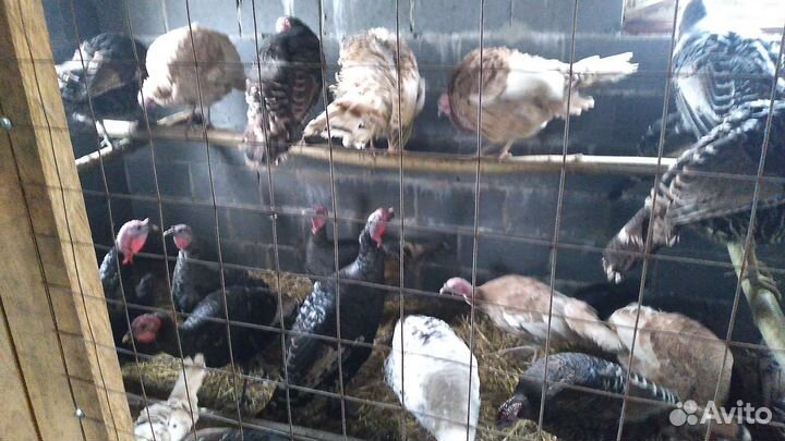 Продам индюков