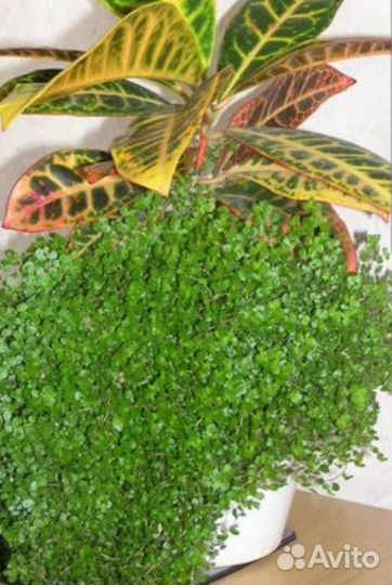 Солейролия. Домашнее растение