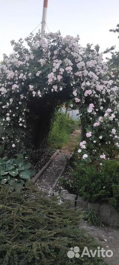 Роза плетистая