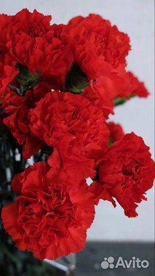 Гвоздика красная, диантус, гвоздика оптом