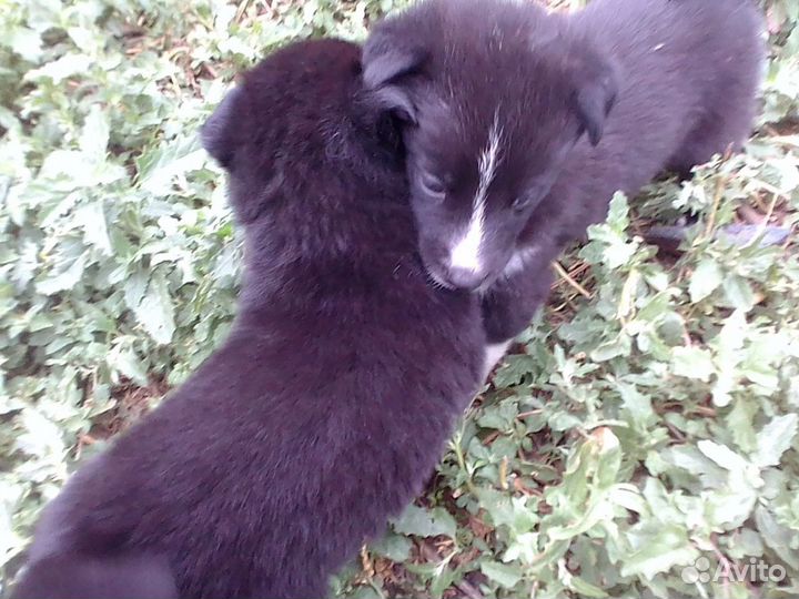 Щенки хаски