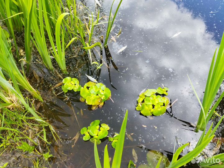 Водные растения