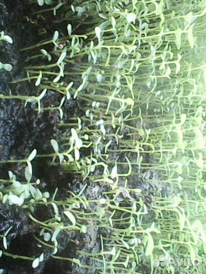 Саженцы Голубики садовой от 100 шт на доращивание