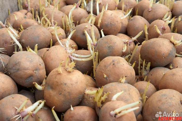 Семенной картофель