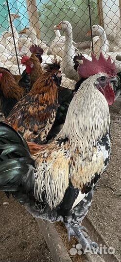 Молодые петухи
